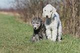 BEDLINGTON TERRIER 208
